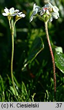 Androsace obtusifolia (naradka tępolistna)