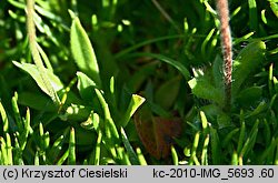 Androsace obtusifolia (naradka tępolistna)