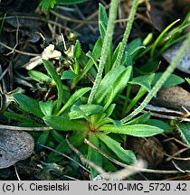 Androsace obtusifolia (naradka tępolistna)