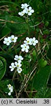 Androsace obtusifolia (naradka tępolistna)