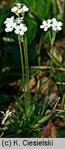 Androsace obtusifolia (naradka tępolistna)