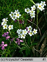 Androsace obtusifolia (naradka tępolistna)