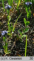 Veronica alpina (przetacznik alpejski)