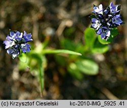 Veronica alpina (przetacznik alpejski)