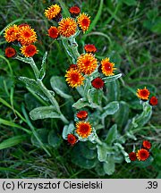 Senecio capitatus (starzec główkowaty)