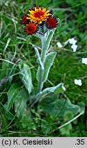 Senecio capitatus (starzec główkowaty)