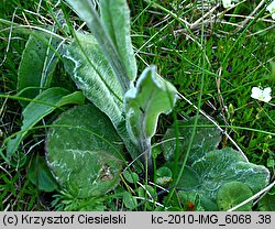 Senecio capitatus (starzec główkowaty)