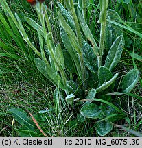 Senecio capitatus (starzec główkowaty)