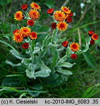 Senecio capitatus (starzec główkowaty)