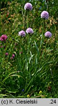 Traunsteinera globosa (storczyca kulista)