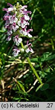 Pedicularis verticillata (gnidosz okółkowy)