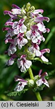 Pedicularis verticillata (gnidosz okółkowy)