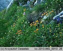 Senecio aurantiacus (starzec pomarańczowy)