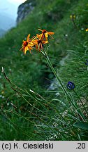 Senecio aurantiacus (starzec pomarańczowy)