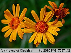 Senecio aurantiacus (starzec pomarańczowy)