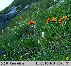 Senecio aurantiacus (starzec pomarańczowy)