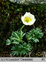 Ranunculus glacialis (jaskier lodnikowy)