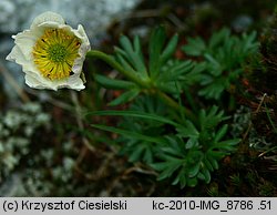 Ranunculus glacialis (jaskier lodnikowy)