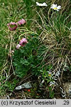 Ranunculus glacialis (jaskier lodnikowy)