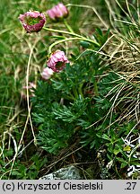 Ranunculus glacialis (jaskier lodnikowy)