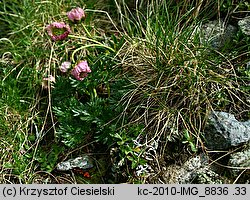 Ranunculus glacialis (jaskier lodnikowy)