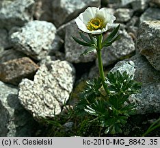 Ranunculus glacialis (jaskier lodnikowy)