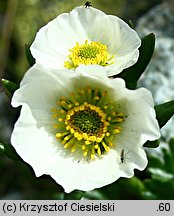 Ranunculus glacialis (jaskier lodnikowy)