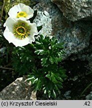 Ranunculus glacialis (jaskier lodnikowy)