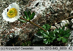 Ranunculus glacialis (jaskier lodnikowy)