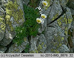 Ranunculus glacialis (jaskier lodnikowy)