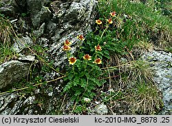 Geum reptans (kuklik rozesłany)