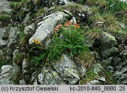 Geum reptans (kuklik rozesłany)