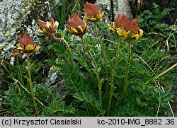 Geum reptans (kuklik rozesłany)