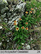 Geum reptans (kuklik rozesłany)