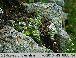 Saxifraga bryoides (skalnica mchowata)