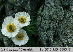 Ranunculus glacialis (jaskier lodnikowy)