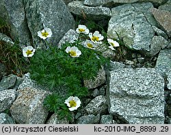 Ranunculus glacialis (jaskier lodnikowy)