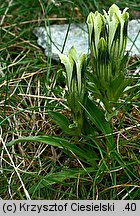 Gentiana frigida (goryczka przeźroczysta)