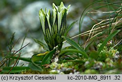 Gentiana frigida (goryczka przeźroczysta)