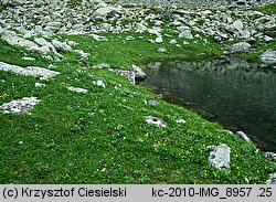 Callianthemum coriandrifolium (rutewnik jaskrowaty)