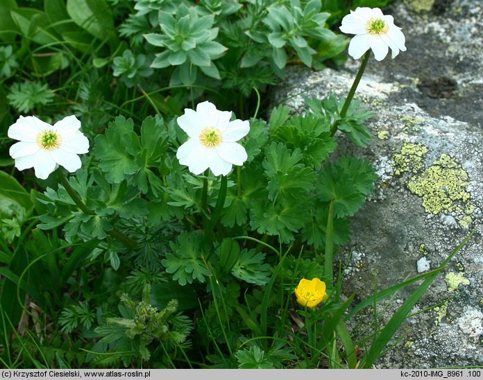 Callianthemum coriandrifolium (rutewnik jaskrowaty)