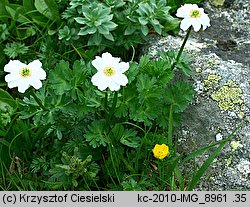 Callianthemum coriandrifolium (rutewnik jaskrowaty)