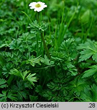 Callianthemum coriandrifolium (rutewnik jaskrowaty)