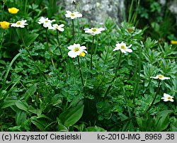 Callianthemum coriandrifolium (rutewnik jaskrowaty)