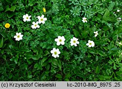 Callianthemum coriandrifolium (rutewnik jaskrowaty)