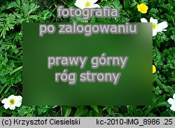 Callianthemum coriandrifolium (rutewnik jaskrowaty)