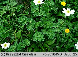 Callianthemum coriandrifolium (rutewnik jaskrowaty)