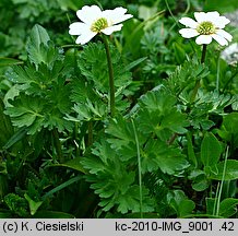 Callianthemum coriandrifolium (rutewnik jaskrowaty)