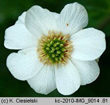 Callianthemum coriandrifolium (rutewnik jaskrowaty)