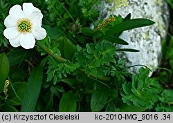 Callianthemum coriandrifolium (rutewnik jaskrowaty)